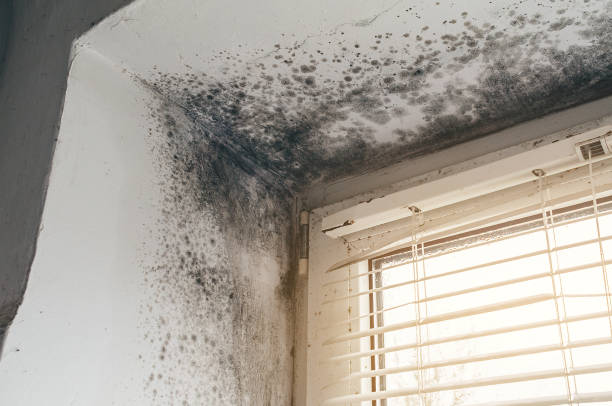 Affordable Commercial Mold Remediation solutions in Charlevoix, MI